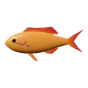 Anthias