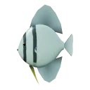 Batfish