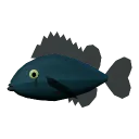 Black rockfish