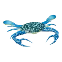 Blue swimmer crab
