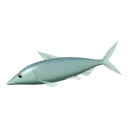 Bonefish