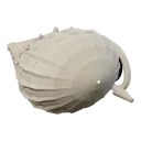 Conch
