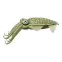 Cuttlefish