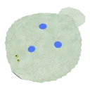 Flowery flounder