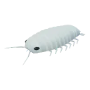 Giant isopod