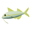 Goatfish