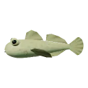 Goby