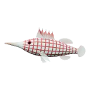 Hawkfish