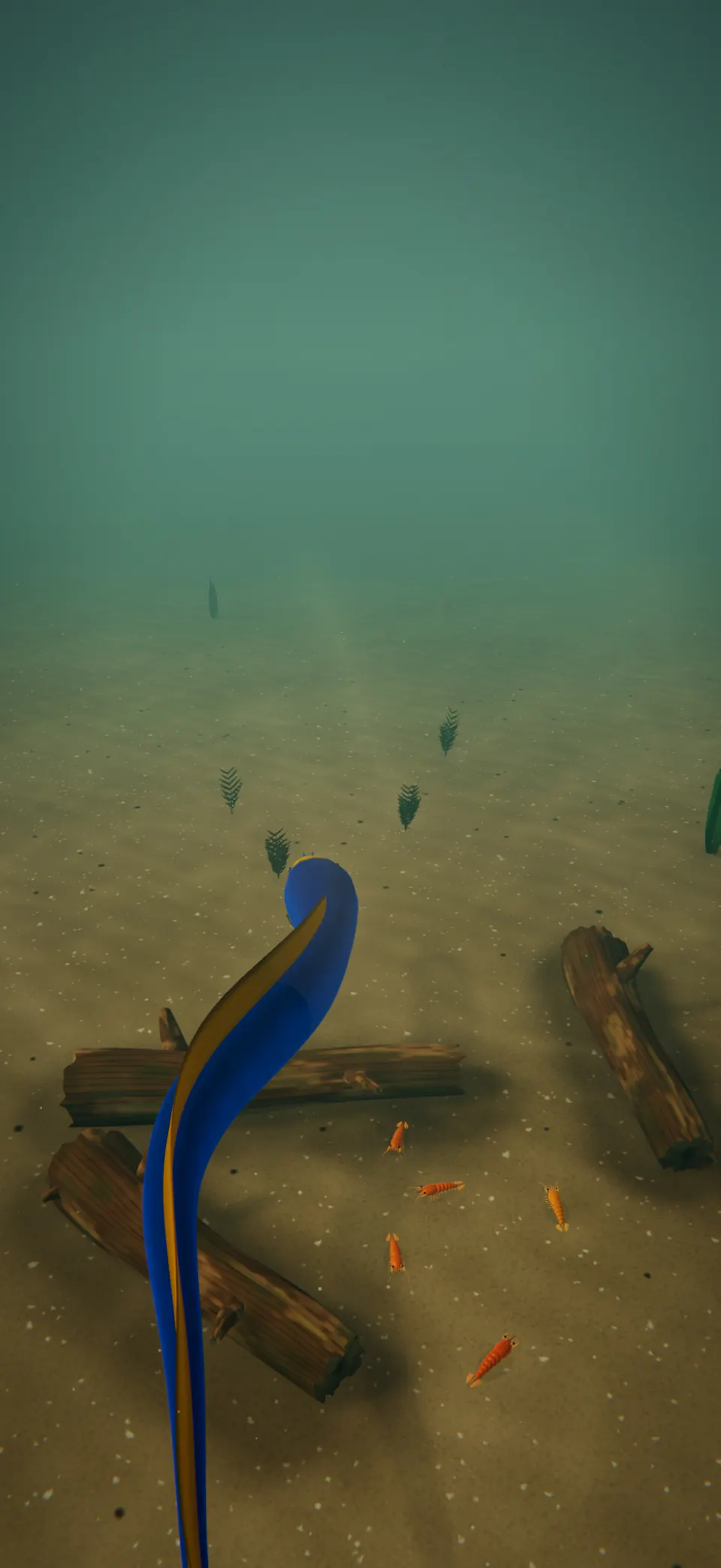 A blue and yellow Ribbon Eel glides over the sandy floor of the Estuary.
