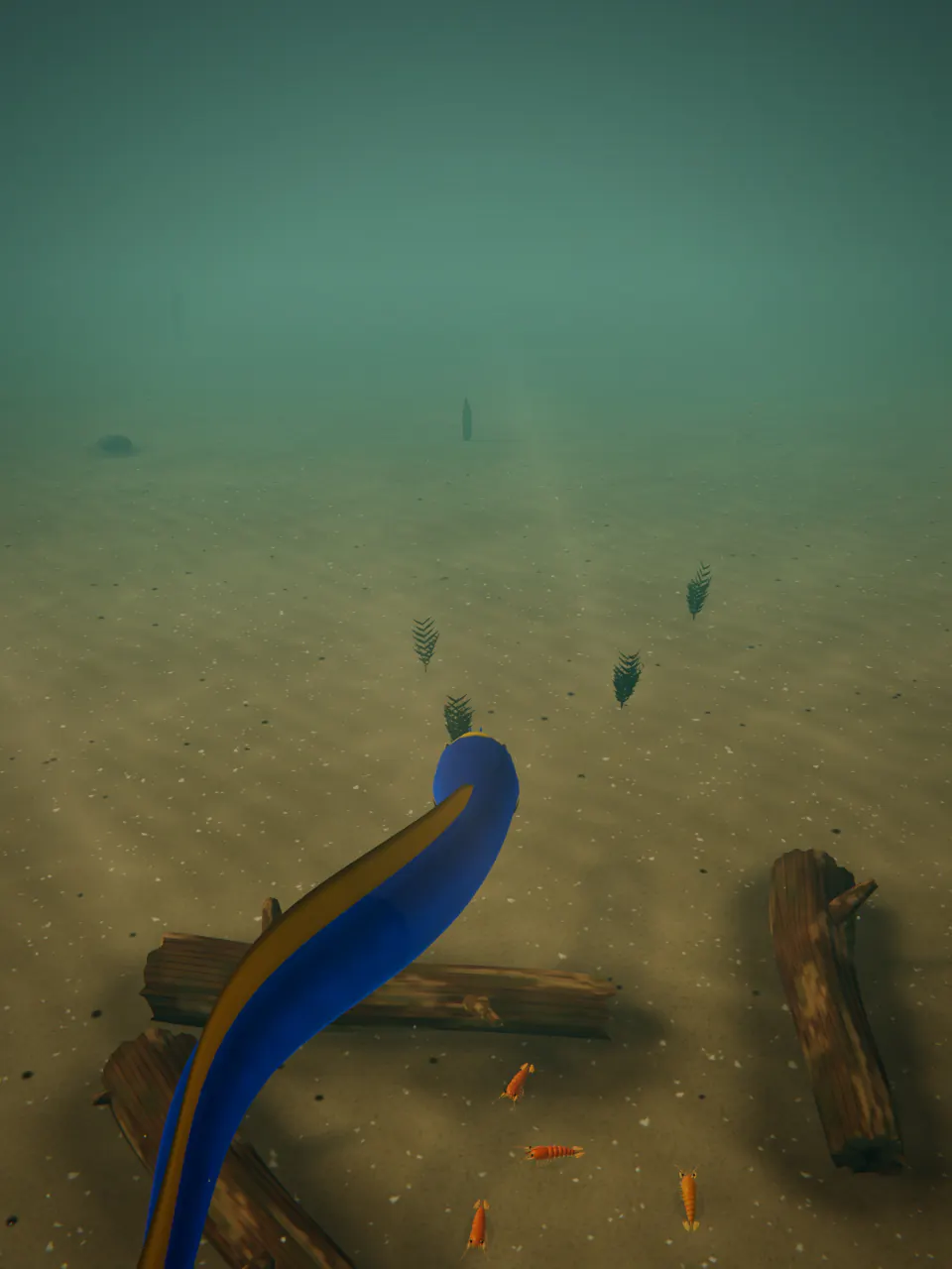 A blue and yellow Ribbon Eel glides over the sandy floor of the Estuary.