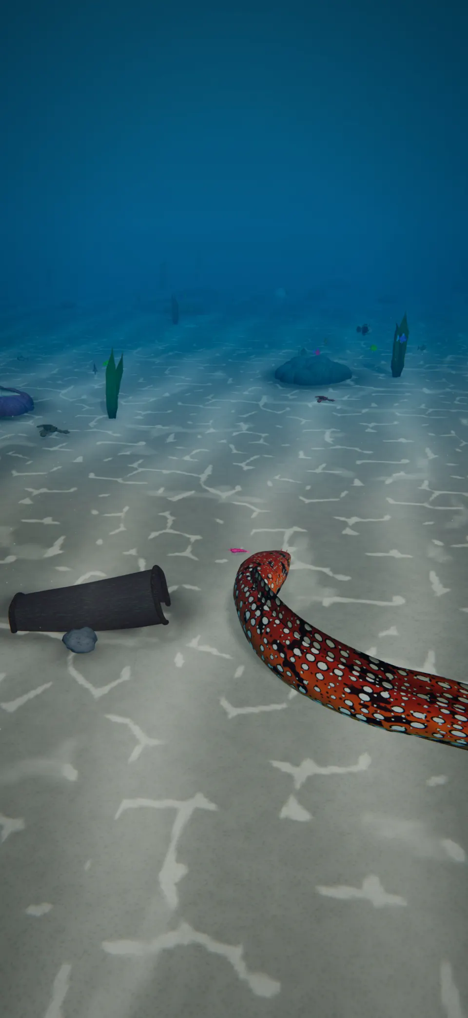 A Dragon Moray glides over the bright, rippled sand at the Shipwreck.