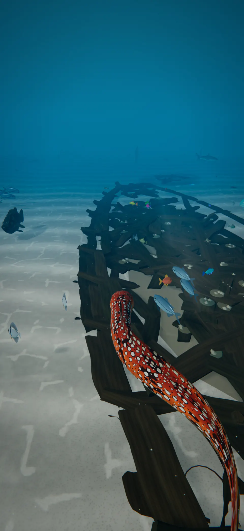 A Dragon Moray swims over the broken hull of the Shipwreck.