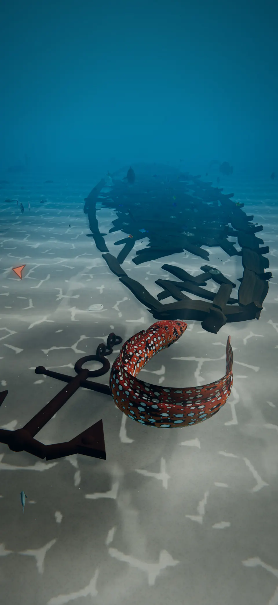 A Dragon Moray curls past the old anchor at the Shipwreck.