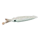 Market squid