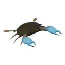 Mud crab