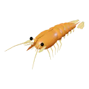 Prawn