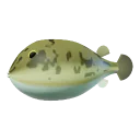 Pufferfish