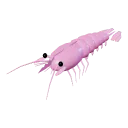 Shrimp
